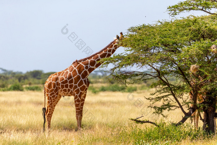 索马里长颈鹿吃的叶子金合欢树索马里长颈鹿吃的叶子金合欢树