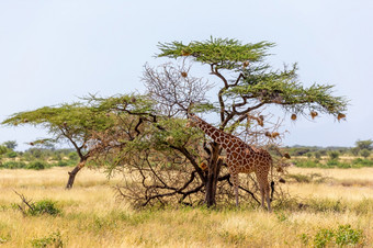 的索马里<strong>长颈鹿吃</strong>的叶子金合欢树两个索马里<strong>长颈鹿吃</strong>的叶子金合欢树