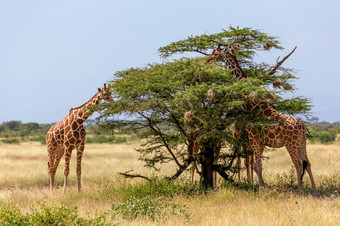 的索马里<strong>长颈鹿吃</strong>的叶子金合欢树两个索马里<strong>长颈鹿吃</strong>的叶子金合欢树