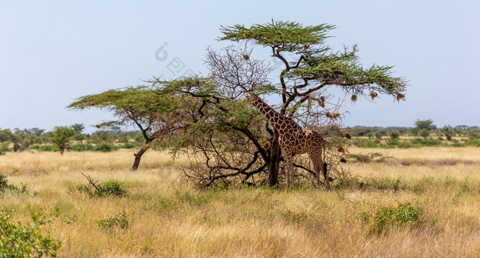 的索马里长颈鹿吃的叶子金合欢树两个索马里长颈鹿吃的叶子金合欢树