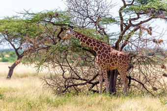 索马里<strong>长颈鹿吃</strong>的叶子金合欢树索马里<strong>长颈鹿吃</strong>的叶子金合欢树