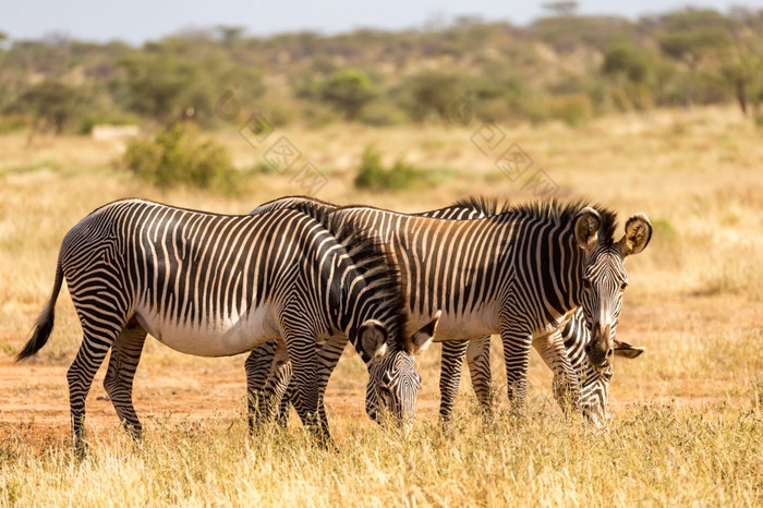 格雷维斑马是放牧的农村桑布鲁肯尼亚格雷维斑马是放牧的农村桑布鲁肯尼亚