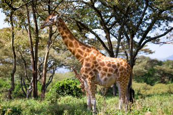 一些长颈鹿之间的的金合欢树的萨凡纳<strong>肯尼亚</strong>长颈鹿之间的的金合欢树的萨凡纳<strong>肯尼亚</strong>