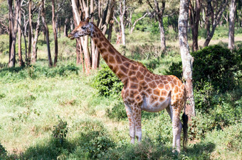 一些长颈鹿之间的的金合欢树的萨凡纳<strong>肯尼亚</strong>长颈鹿之间的的金合欢树的萨凡纳<strong>肯尼亚</strong>