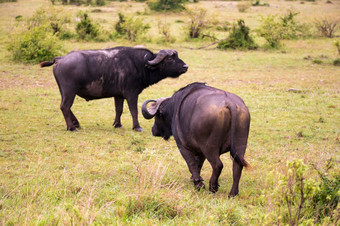 的水牛是站的萨凡纳的<strong>中间</strong>国家公园肯尼亚水牛是站的萨凡纳的<strong>中间</strong>国家公园肯尼亚
