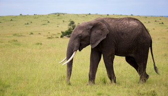 一个大大象走彻底消除的萨凡纳肯尼亚一个大象走彻底消除的萨凡纳肯尼亚