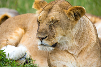 一个年轻的狮子特写镜头的脸近睡觉狮子年轻的狮子特写镜头的脸近睡觉狮子