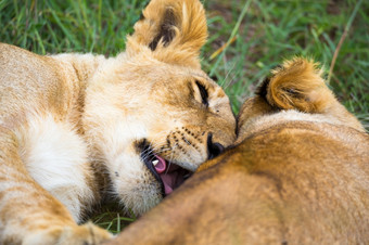 一些年轻的狮子拥抱和玩与每一个其他两个年轻的狮子拥抱和玩与每一个其他