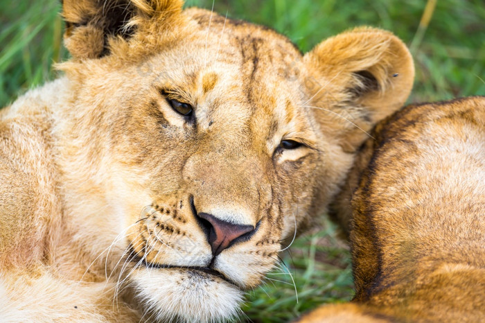 一个年轻的狮子特写镜头的脸近睡觉狮子年轻的狮子特写镜头的脸近睡觉狮子