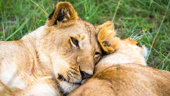 一些年轻的狮子拥抱和玩与每一个其他两个年轻的狮子拥抱和玩与每一个其他