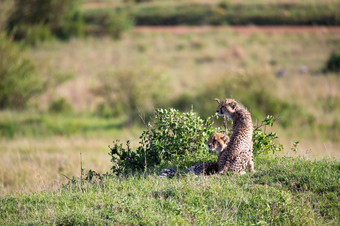 的猎豹妈妈。与两个孩子们的肯尼亚萨凡纳猎豹妈妈。与两个孩子们的肯尼亚萨凡纳