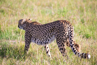 猎豹走之间的草和灌木的萨凡纳肯尼亚的猎豹走之间的草和灌木的萨凡纳肯尼亚
