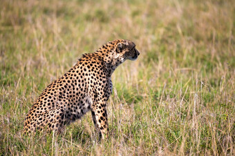 的<strong>猎豹</strong>坐在的草景观的稀树大草原肯尼亚<strong>猎豹</strong>坐在的草景观的稀树大草原肯尼亚