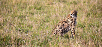 的猎豹坐在的草景观的稀树大草原肯尼亚猎豹坐在的草景观的稀树大草原肯尼亚