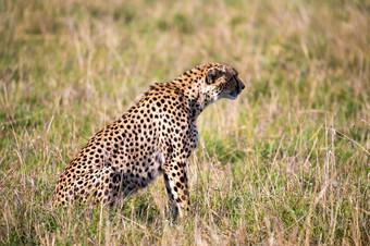 的猎豹坐在的草景观的稀树大草原肯尼亚猎豹坐在的草景观的稀树大草原肯尼亚