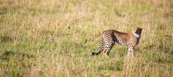猎豹走之间的草和灌木的萨凡纳肯尼亚的猎豹走之间的草和灌木的萨凡纳肯尼亚