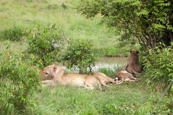 一个狮子家庭休息山狮子家庭休息山