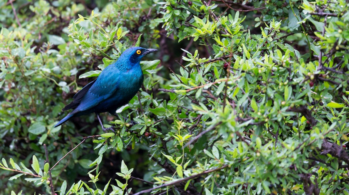 当地的肯尼亚鸟色彩斑斓的颜色坐的分支机构树当地的肯尼亚鸟色彩斑斓的颜色坐的分支机构树