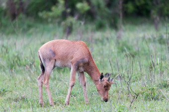 帽子瞪羚的<strong>肯尼亚</strong>稀树大草原在长满草的景观帽子瞪羚的<strong>肯尼亚</strong>稀树大草原在长满草的景观