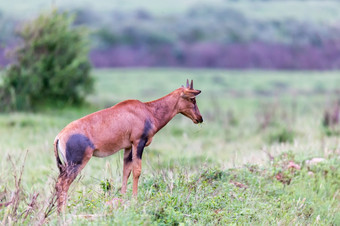 帽子瞪羚的肯尼亚稀树大草原在长满草的景观帽子瞪羚的肯尼亚稀树大草原在长满草的景观