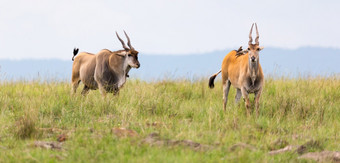 elend羚羊的肯尼亚稀树大草原之间的的不同的植物elend羚羊的肯尼亚稀树大草原之间的的不同的植物