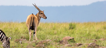 elend羚羊的肯尼亚<strong>稀树</strong>大草原之间的的不同的植物elend羚羊的肯尼亚<strong>稀树</strong>大草原之间的的不同的植物