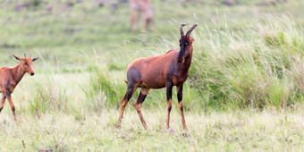 帽子瞪羚的肯尼亚<strong>稀树</strong>大草原在长满草的景观帽子瞪羚的肯尼亚<strong>稀树</strong>大草原在长满草的景观
