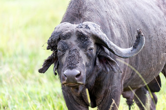 一些大水牛是站的草和放牧的萨凡纳肯尼亚大水牛是站的草和放牧的萨凡纳肯尼亚