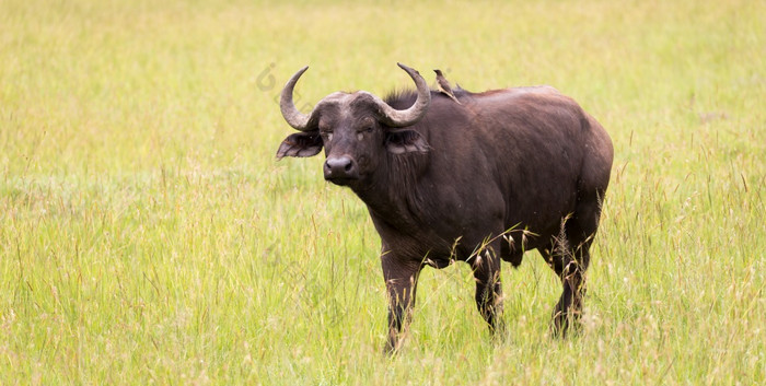 一些大水牛是站的草和放牧的萨凡纳肯尼亚大水牛是站的草和放牧的萨凡纳肯尼亚