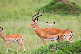 很多黑斑羚羚羊的草景观的肯尼亚<strong>稀树</strong>大草原很多黑斑羚羚羊的草景观的肯尼亚<strong>稀树</strong>大草原