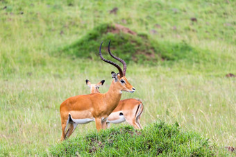 很多黑斑羚羚羊的草景观的肯尼亚稀树大草原很多黑斑羚羚羊的草景观的肯尼亚稀树大草原