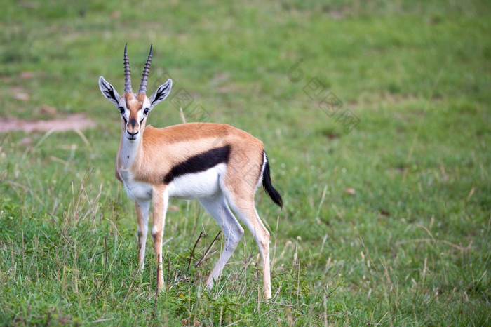 汤姆森瞪羚的肯尼亚萨凡纳在长满草的景观汤姆森瞪羚的肯尼亚萨凡纳在长满草的景观