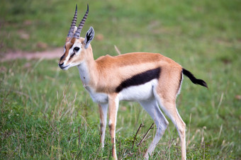 汤<strong>姆</strong>森瞪羚的肯尼亚萨凡纳在长满草的景观汤<strong>姆</strong>森瞪羚的肯尼亚萨凡纳在长满草的景观