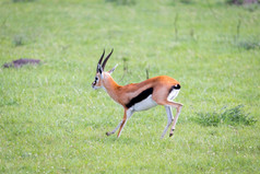 汤姆森瞪羚的肯尼亚萨凡纳在长满草的景观汤姆森瞪羚的肯尼亚萨凡纳在长满草的景观