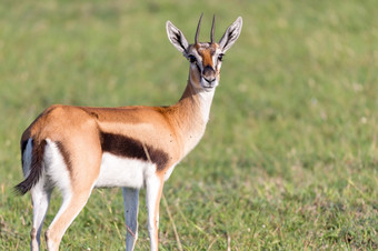 的汤姆森瞪 羚的中间长满草的景观的肯尼亚稀树大草原汤姆森瞪 羚的中间长满草的景观的肯尼亚稀树大草原
