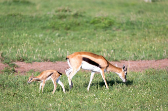 的汤姆森瞪 羚的中间长满草的景观的肯尼亚稀树大草原汤姆森瞪 羚的中间长满草的景观的肯尼亚稀树大草原