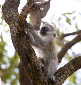 一个小猴子玩的分支树小猴子玩的分支树