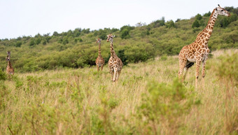 马赛长颈鹿的肯尼亚稀树大草原草地马赛长颈鹿的肯尼亚稀树大草原草地