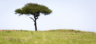 大树的中间的肯尼亚<strong>稀树</strong>大草原大树的中间的肯尼亚<strong>稀树</strong>大草原