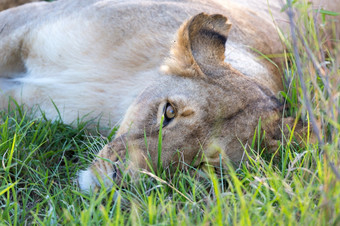 的特写镜头母狮尝试休息的草特写镜头母狮尝试休息的草