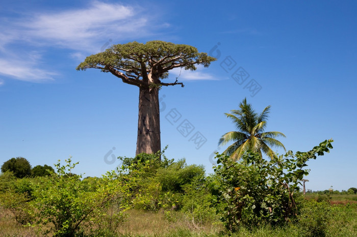 一个特别是大Baobab树的浩瀚的岛马达加斯加特别是大Baobab树的浩瀚的岛马达加斯加