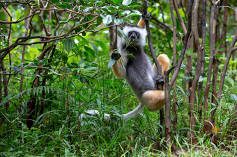 一个sifaka狐猴的热带雨林的岛马达加斯加sifaka狐猴的热带雨林的岛马达加斯加