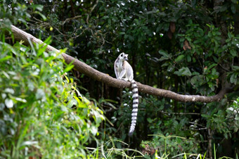 的环尾狐猴的<strong>热带雨林</strong>的岛马达加斯加环尾狐猴的<strong>热带雨林</strong>的岛马达加斯加
