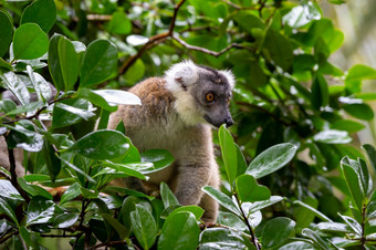 的狐猴树之间的的树叶热带雨林马达加斯加狐猴树之间的的树叶热带雨林马达加斯加