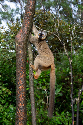 的狐猴雨森林的树跳来跳去从树树狐猴雨森林的树跳来跳去从树树