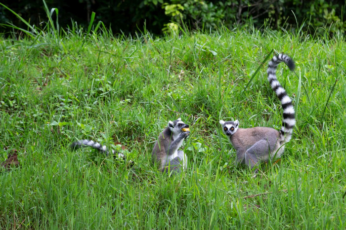 的环尾狐猴的热带雨林的岛马达加斯加环尾狐猴的热带雨林的岛马达加斯加