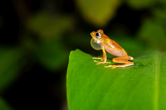 一个橙色小青蛙绿色叶马达加斯加橙色小青蛙绿色叶马达加斯加