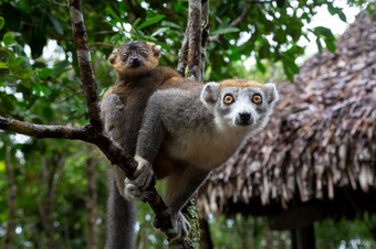 的<strong>皇冠</strong>狐猴树的热带雨林马达加斯加<strong>皇冠</strong>狐猴树的热带雨林马达加斯加