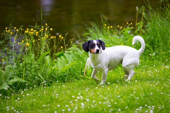 一个小狗玩绿色草地小狗玩绿色草地