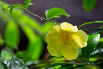 一个黄色的本地的花马达加斯加与小雨滴黄色的本地的花马达加斯加与小雨滴